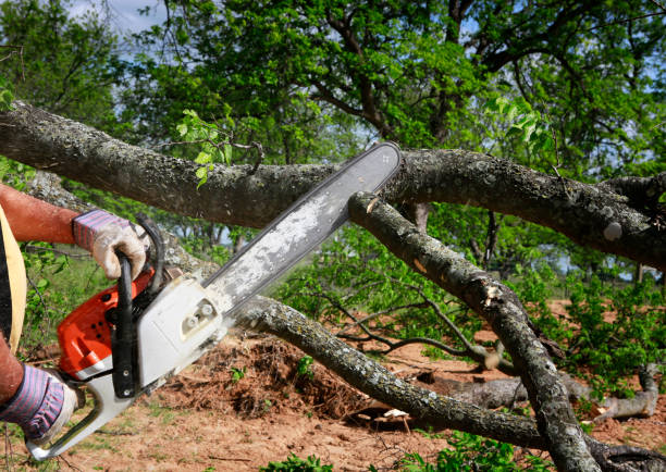 Best Firewood Processing and Delivery  in Trabuco Nyon, CA